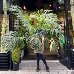 GIANT Thai constellation monstera *NAPA PICK UP OR DELIVERY ONLY*