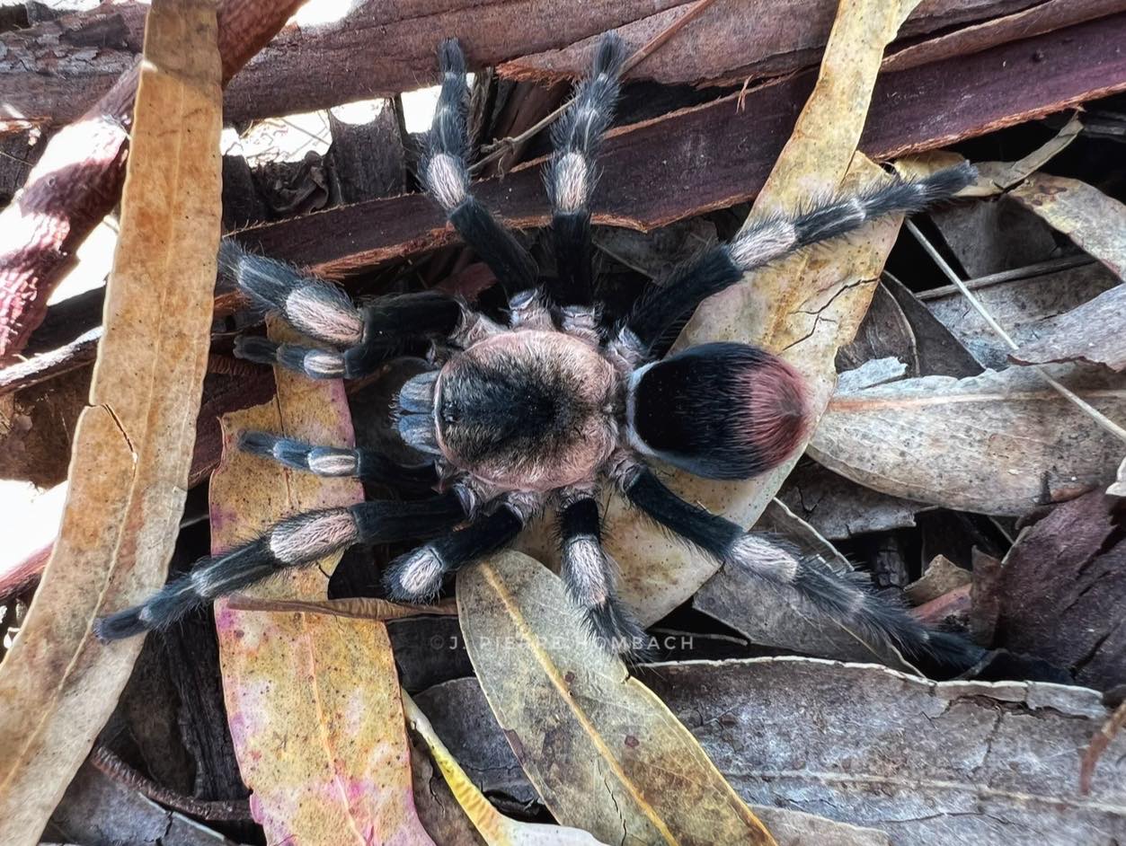 Hapalotremus major (Peruvian White Banded Tarantula)