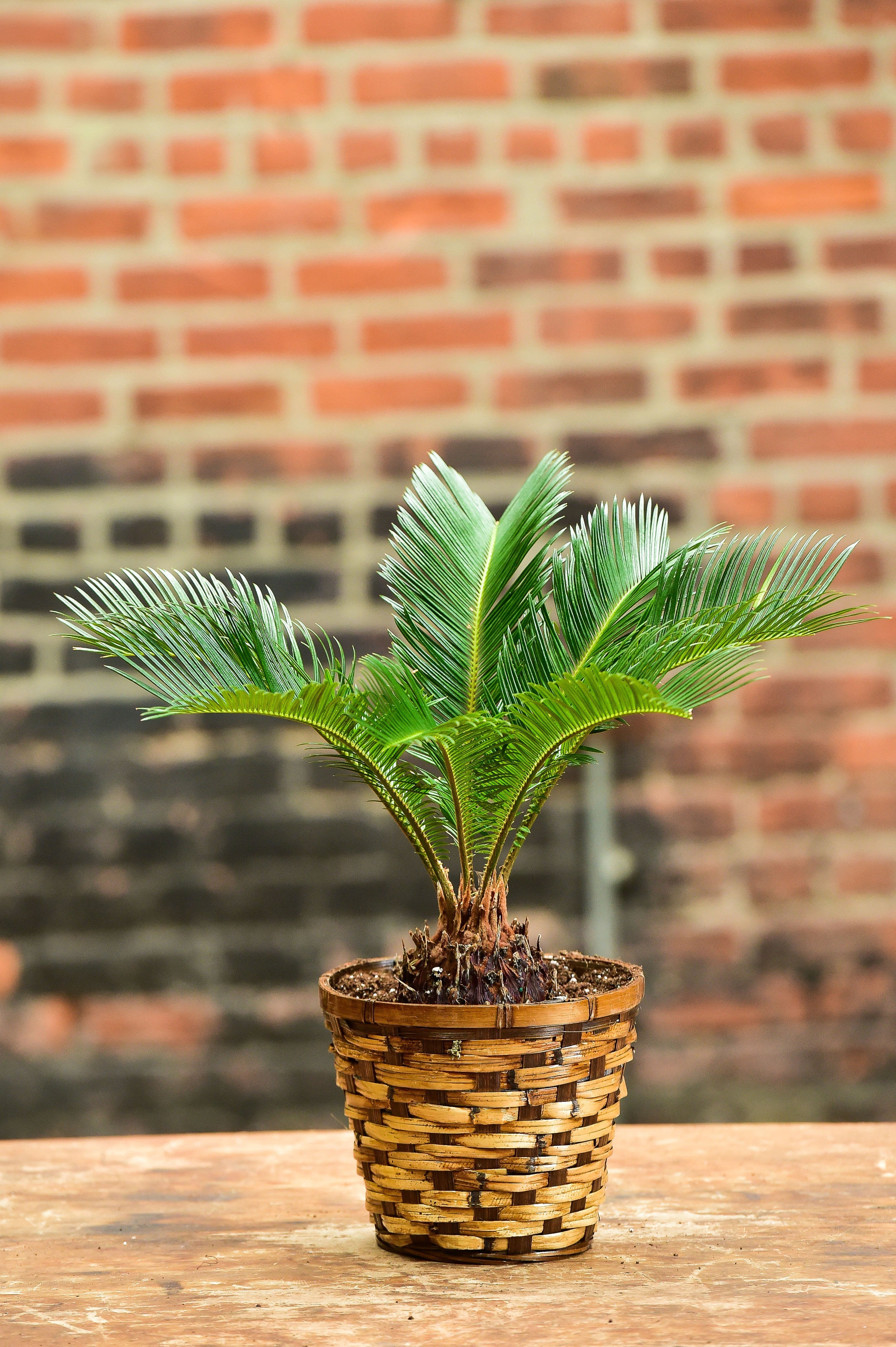 Sago Palm Bonsai
