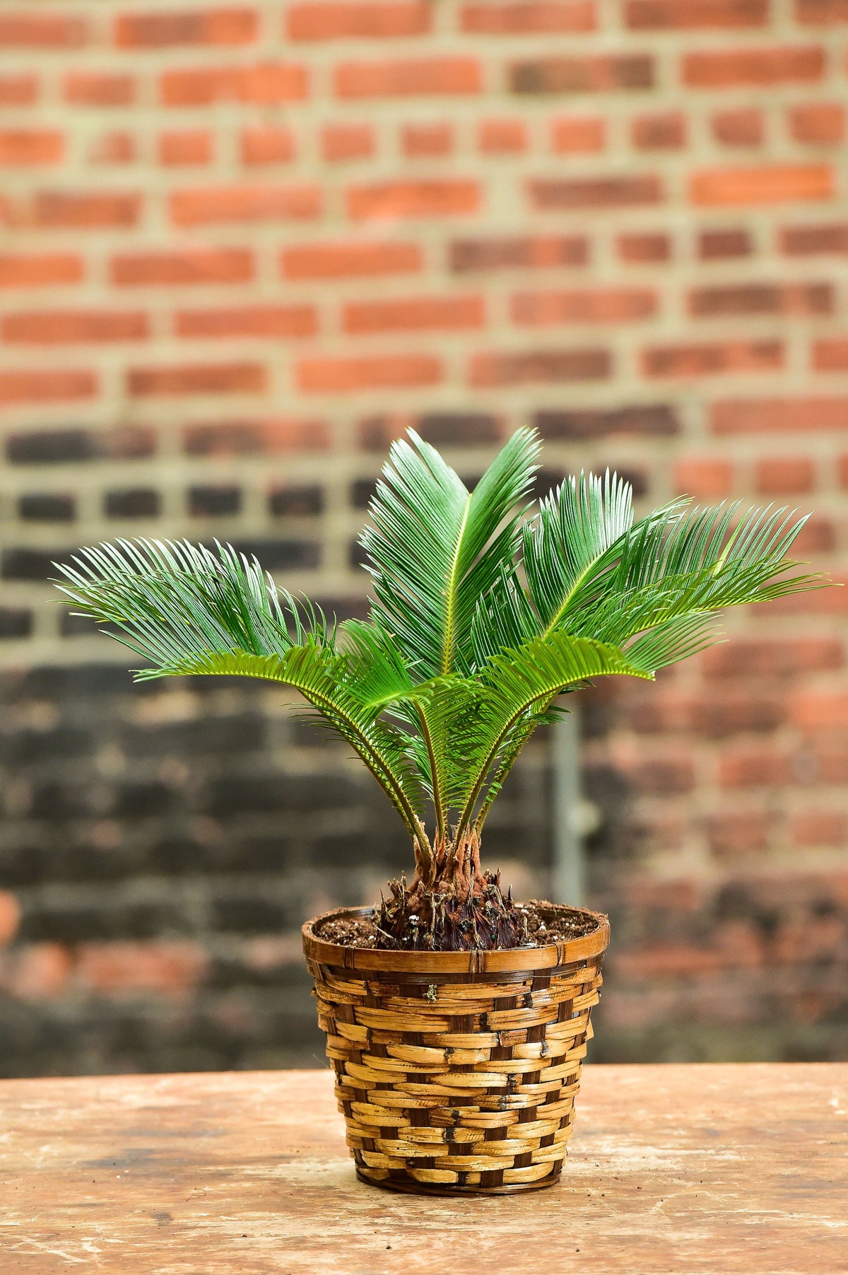 Sago Palm Bonsai