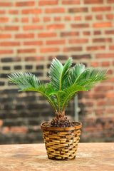 Sago Palm Bonsai