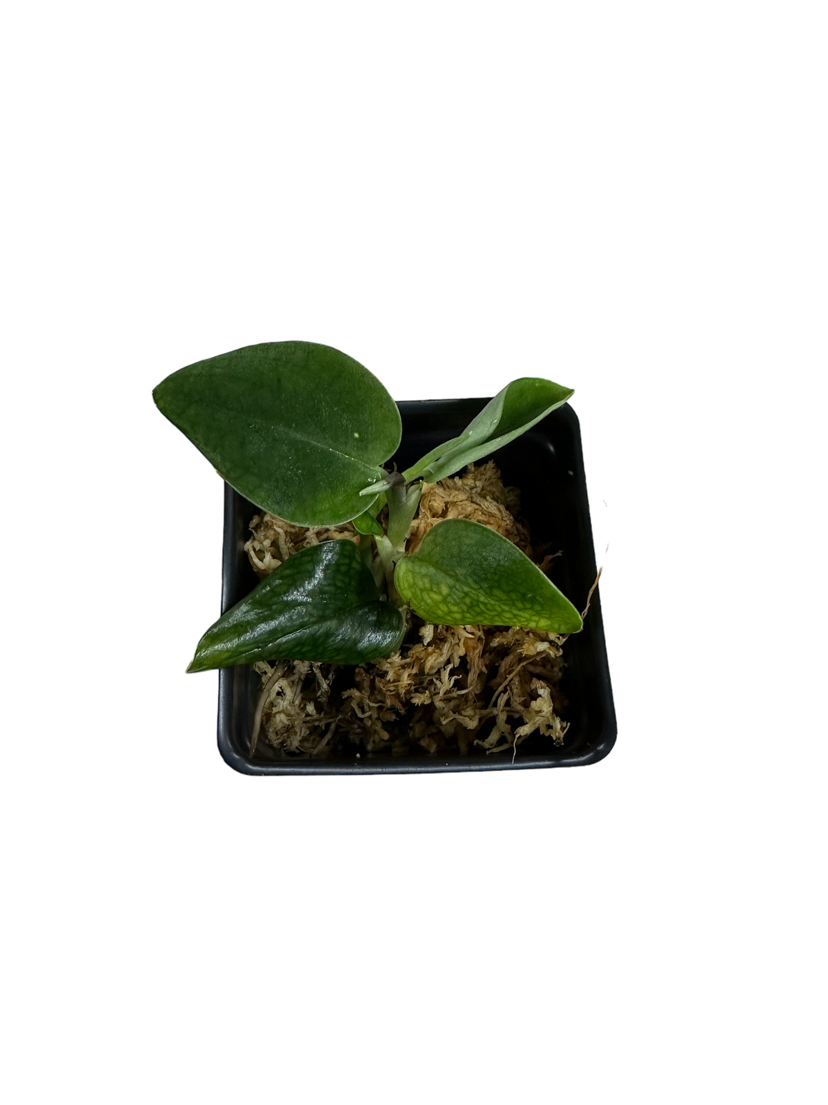 Monstera sp. Black Velvet