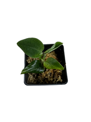 Monstera sp. Black Velvet