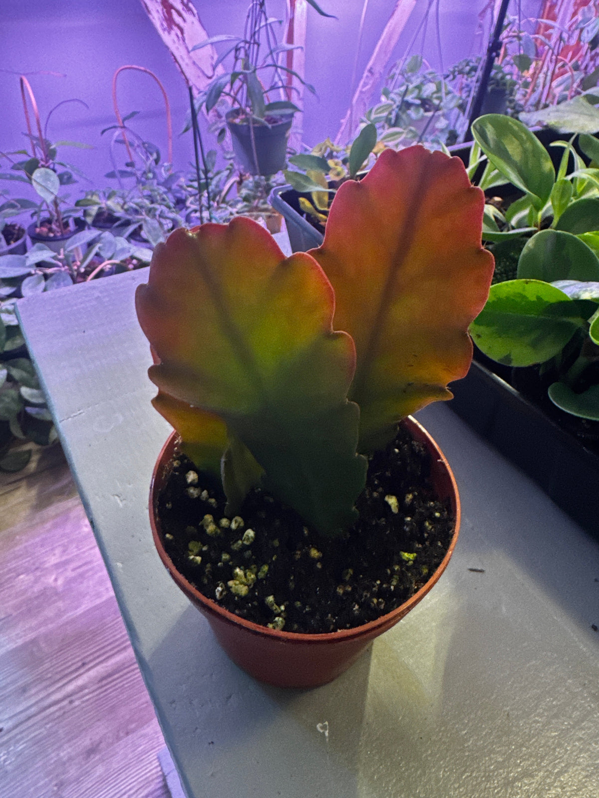Pseudorhipsalis Ramulosa (Pink Tipped Jungle Cactus) Orchid Cactus