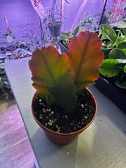 Pseudorhipsalis Ramulosa (Pink Tipped Jungle Cactus) Orchid Cactus