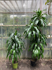 Dracaena Lisa - Mickey Hargitay Plants