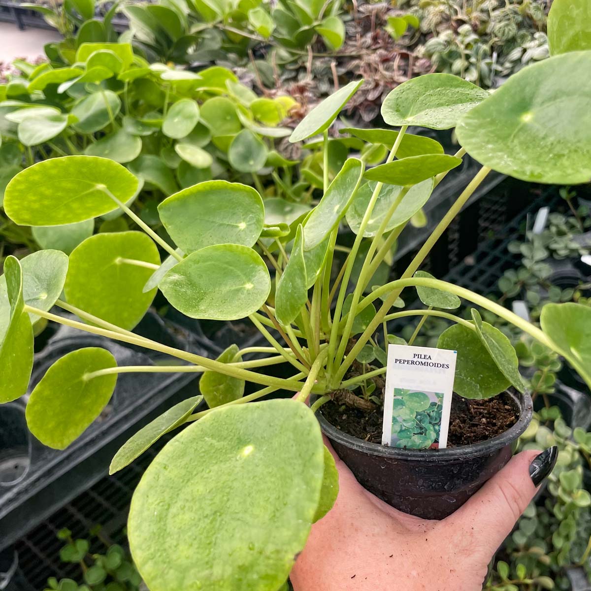 Pilea peperomioides, Chinese Money Plant
