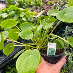 Pilea peperomioides, Chinese Money Plant
