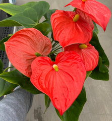 Anthurium, Andreanum