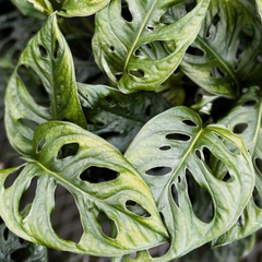Monstera Adansonii