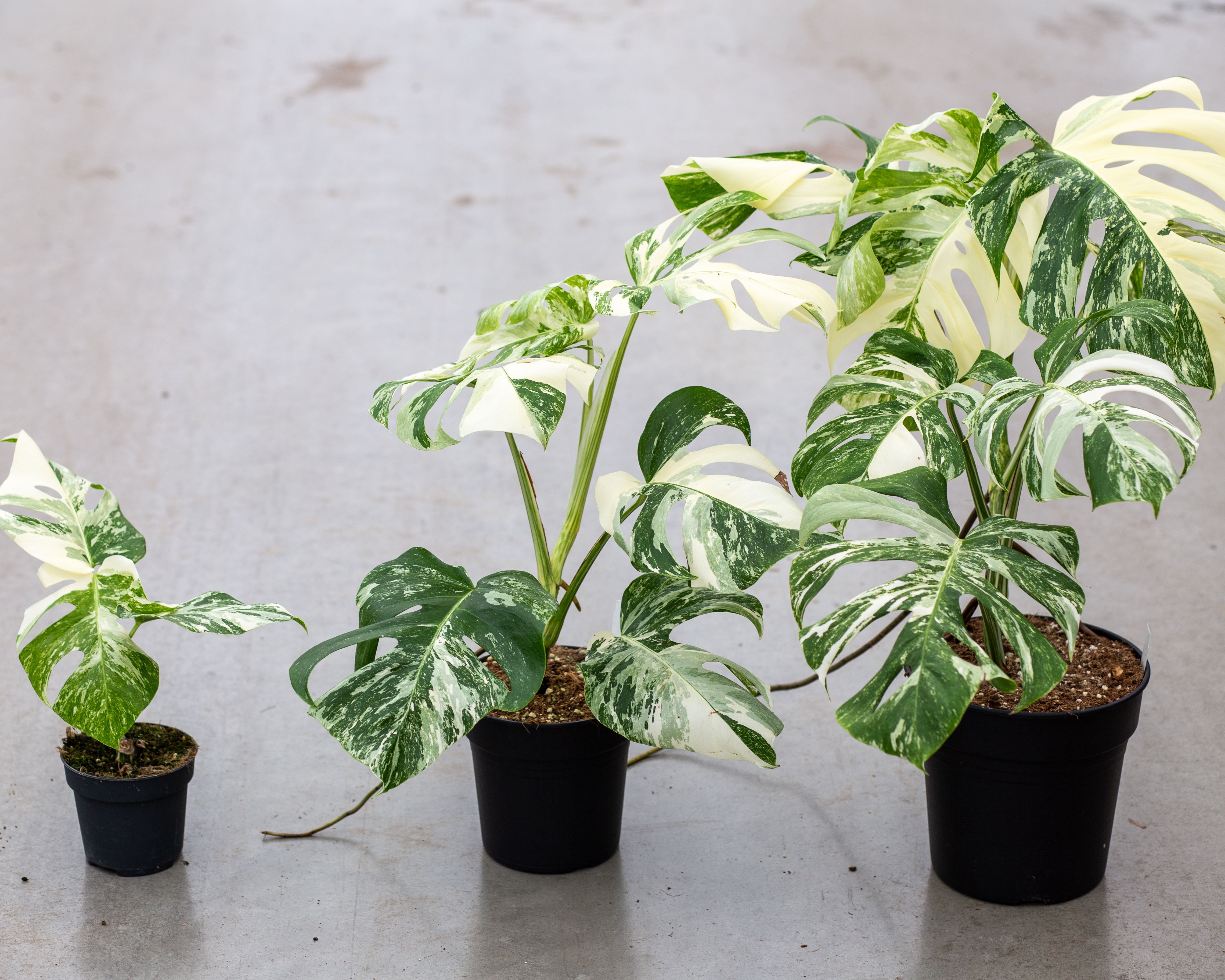 Monstera Variegata Highly Variegated Plantlovers