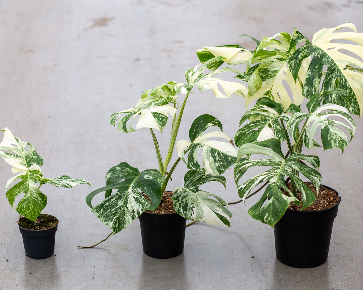 Monstera Variegata Highly Variegated Plantlovers