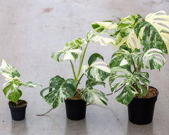 Monstera Variegata Highly Variegated Plantlovers