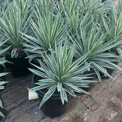 15 gallon Narrow Leaf Agave (Agave angustifolia) in nursery pot — Phoenix, AZ