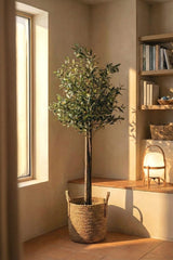 Mediterraner Olivenbaum