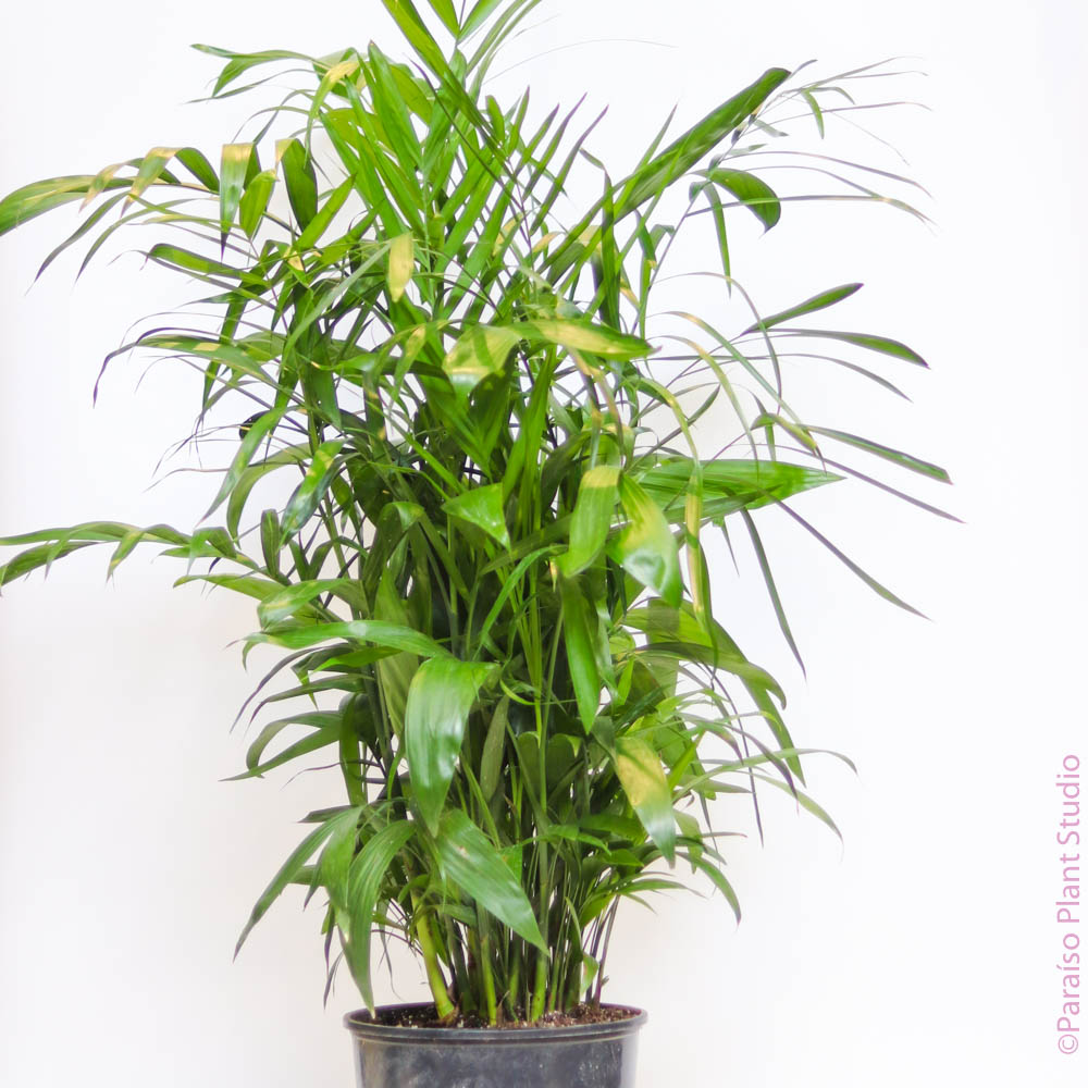 2gal-17in Bamboo Palm