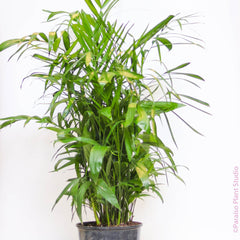 2gal-17in Bamboo Palm