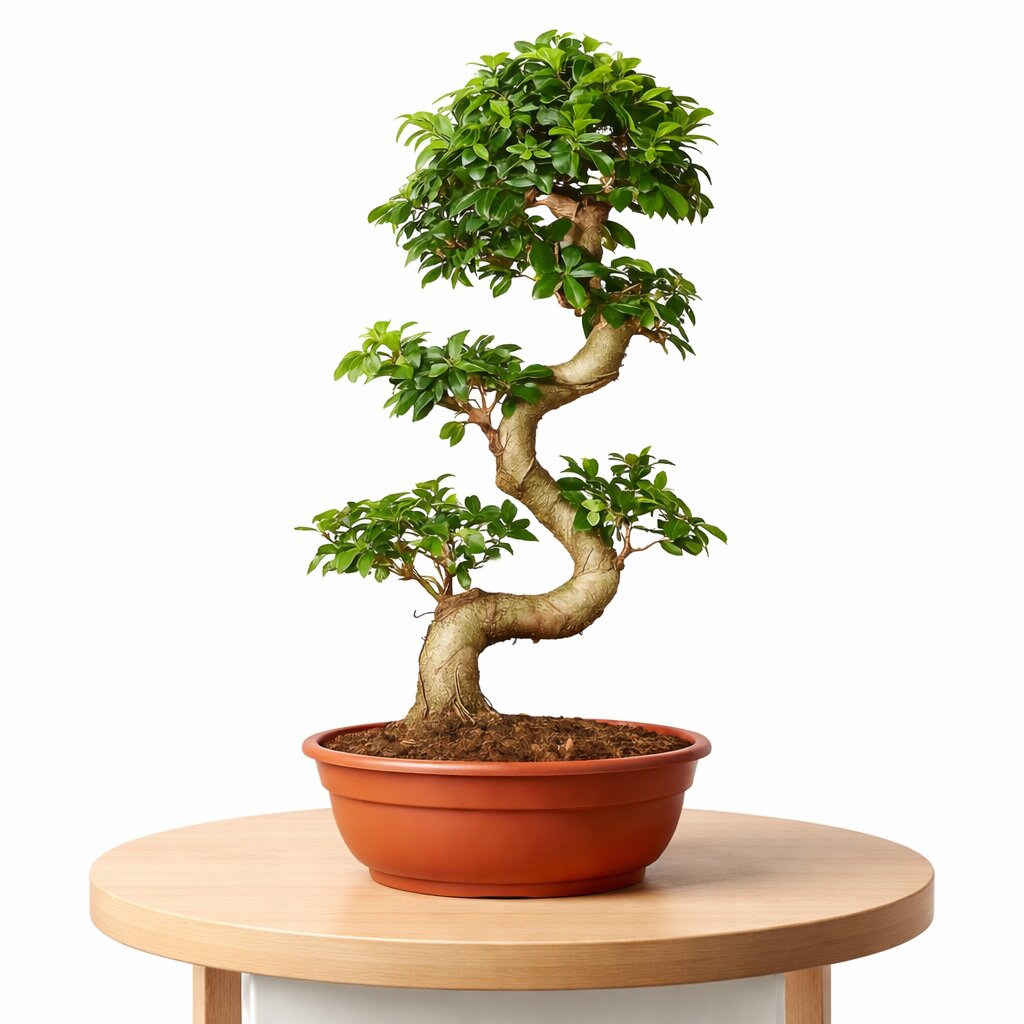 Ficus Microcarpa Indoor Bonsai Tree – 15 Years, 70cm
