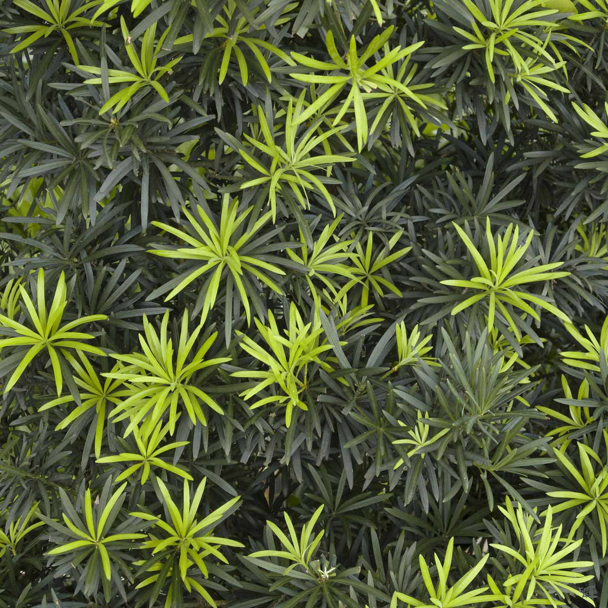 Shrubby Yew Pine 'Maki'
