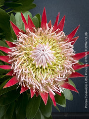Protea Cynaroides Little Prince, Königprotea, Kingsprotea, der kleine Prinz, Protea, South African endemic plants, organically grown garden, plants for sale by TOMs FLOWer CLUB.
