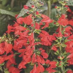 Limited Edition Royale™ | Unplugged® Red Scarlet Sage (Salvia coccinea)