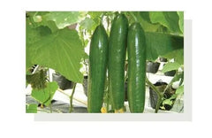 South Pacific Seeds - Panama - Greenhouse Lebanese Cucumber - 500 Seeds