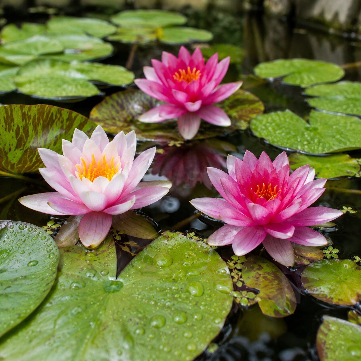 Water Lily Plant - TN Nursery
