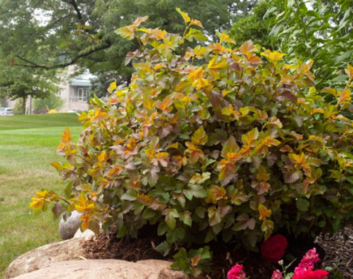 Physocarpus opulifolius Amber Jubilee (Ninebark) 3 gallon