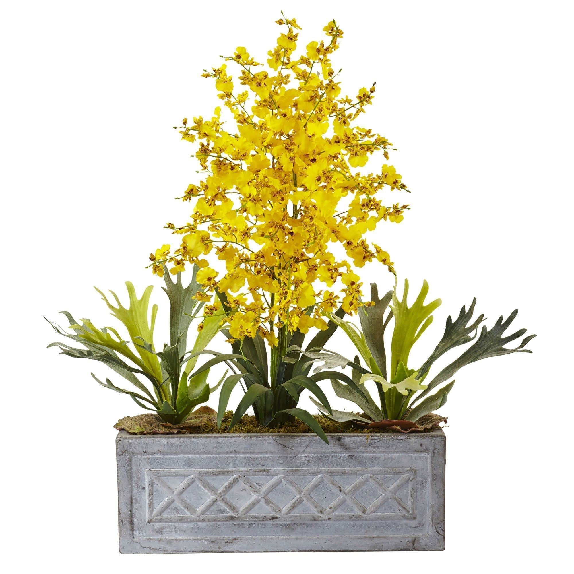 Dancing Lady and Staghorn in Stone Planter