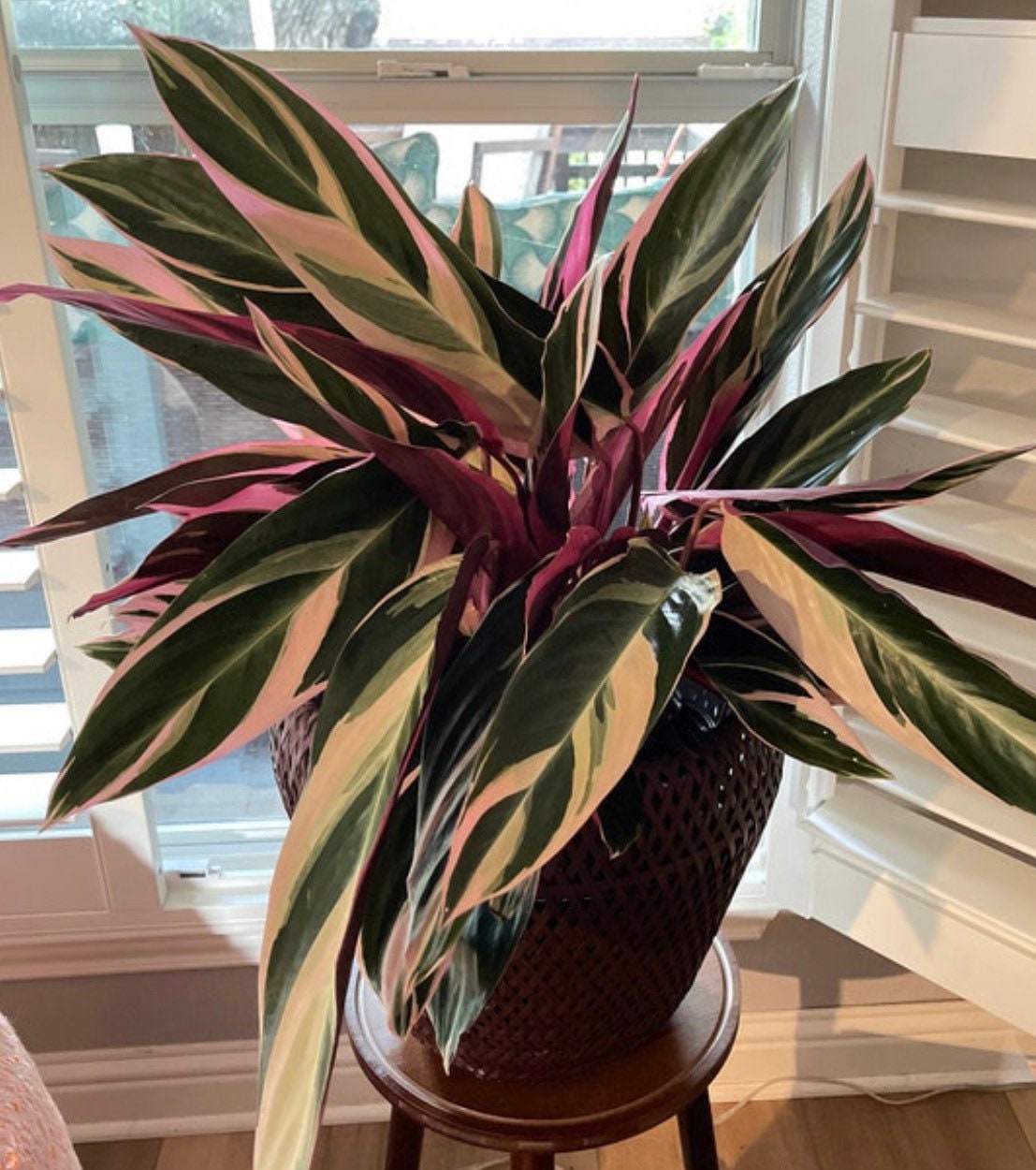 Stromanthe Tricolor, Purple Prayer Plant in a deco pot on top of stool