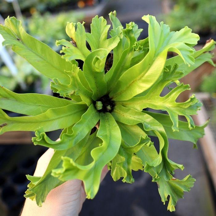 Close up of Japanese Birdsnest Fern Leslie Plant's wavy green leaves