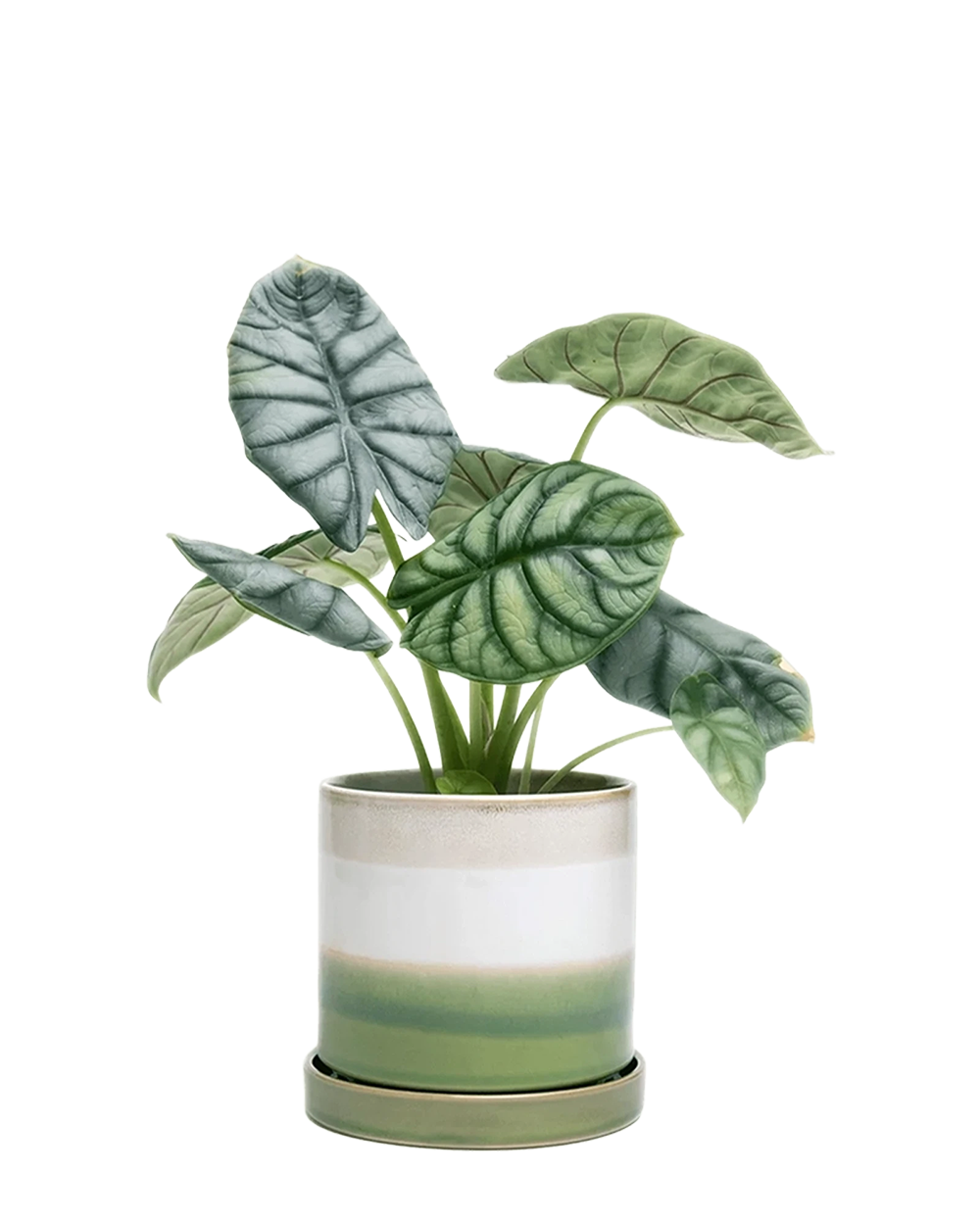 Minute Large Ceramic Pot with Drainage Hole and Saucer, Green Layers
