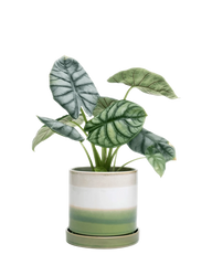 Minute Large Ceramic Pot with Drainage Hole and Saucer, Green Layers