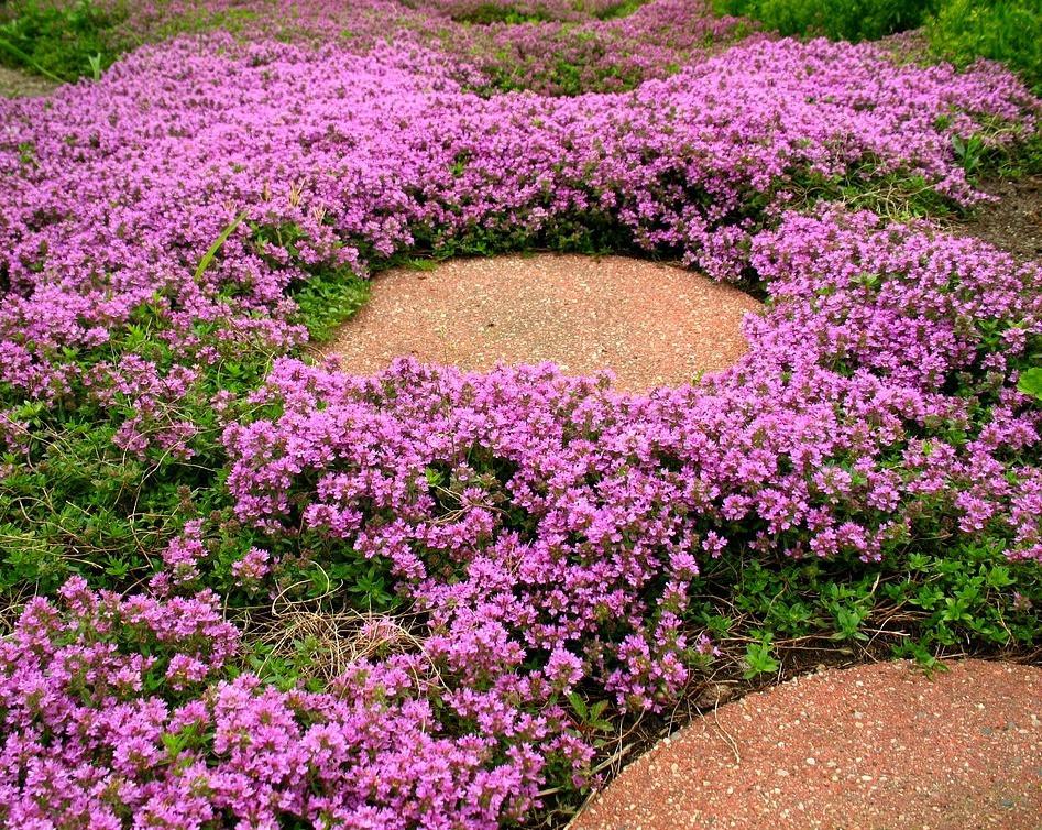 500 Purple Creeping Thyme Flower Seeds