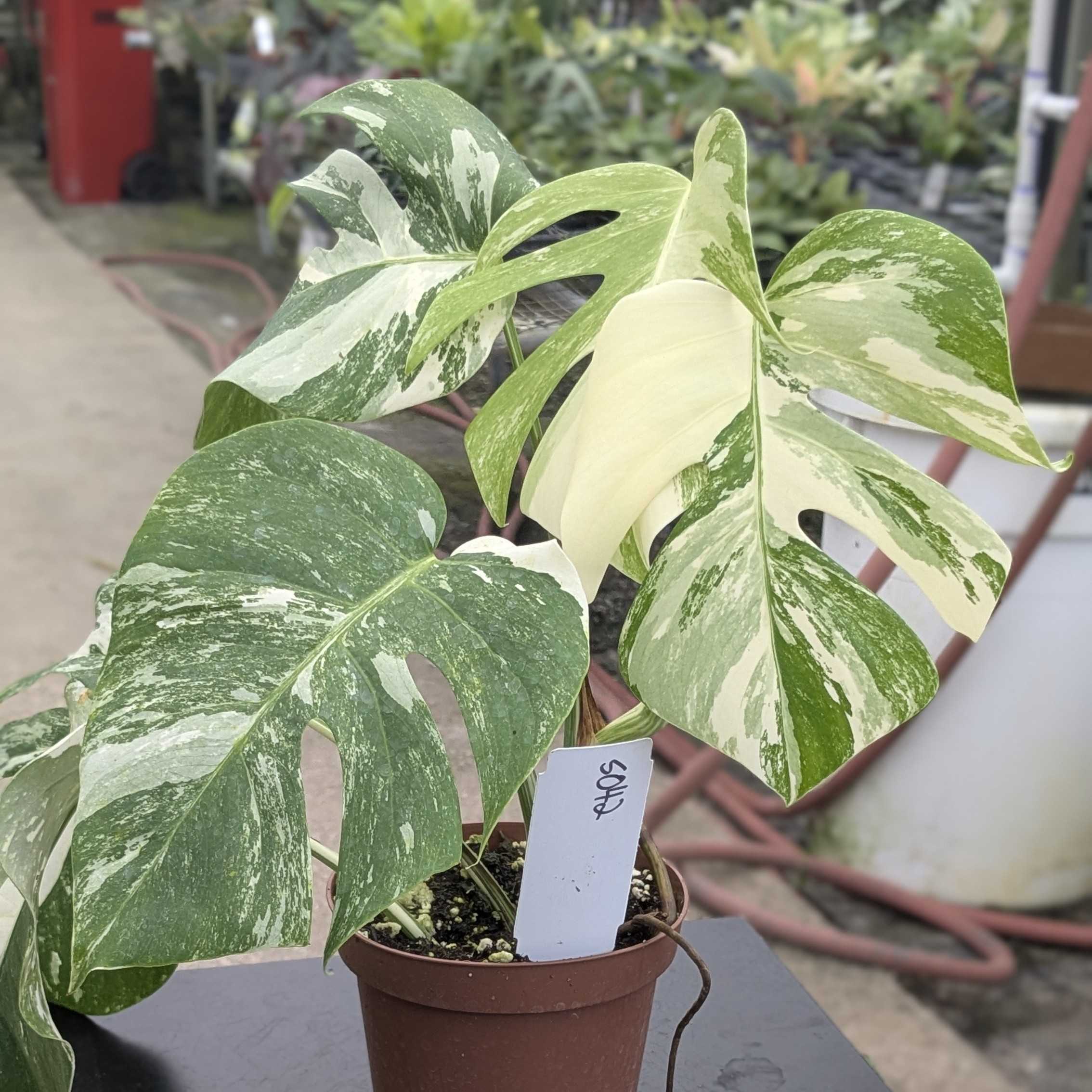 Gabriella Plants Monstera S-042 Monstera deliciosa albo variegata