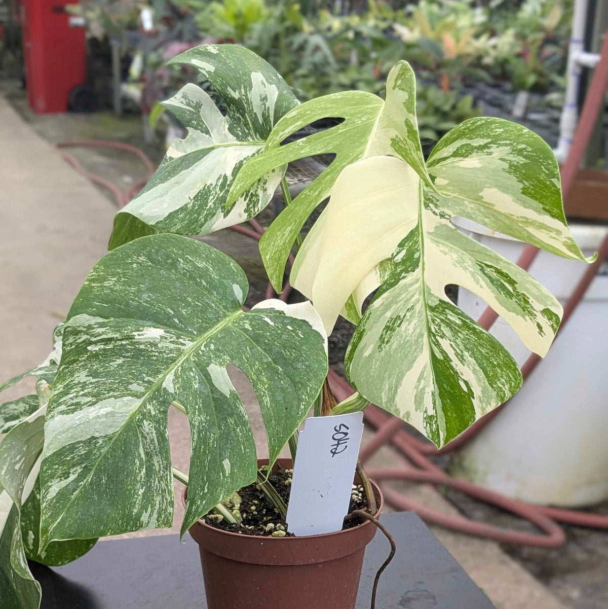 Gabriella Plants Monstera S-042 Monstera deliciosa albo variegata