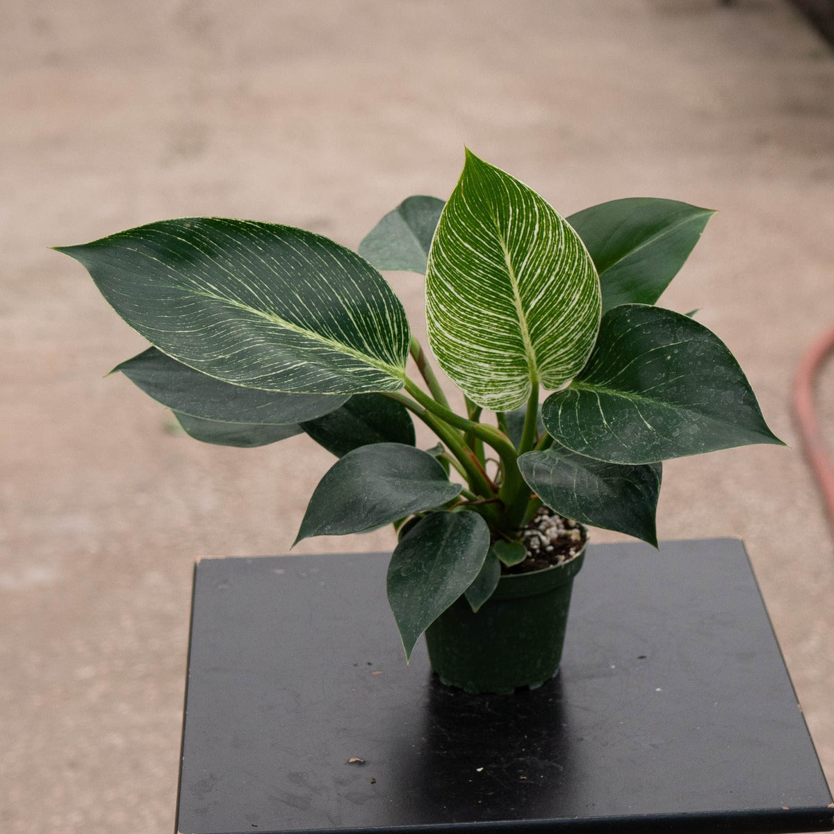 Gabriella Plants Philodendron 4" Philodendron 'Birkin'