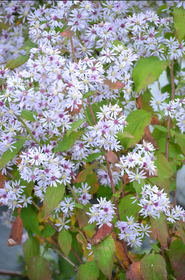 Aster, Heart Leaf/Blue Wood (Symphyotrichum cordifolium)