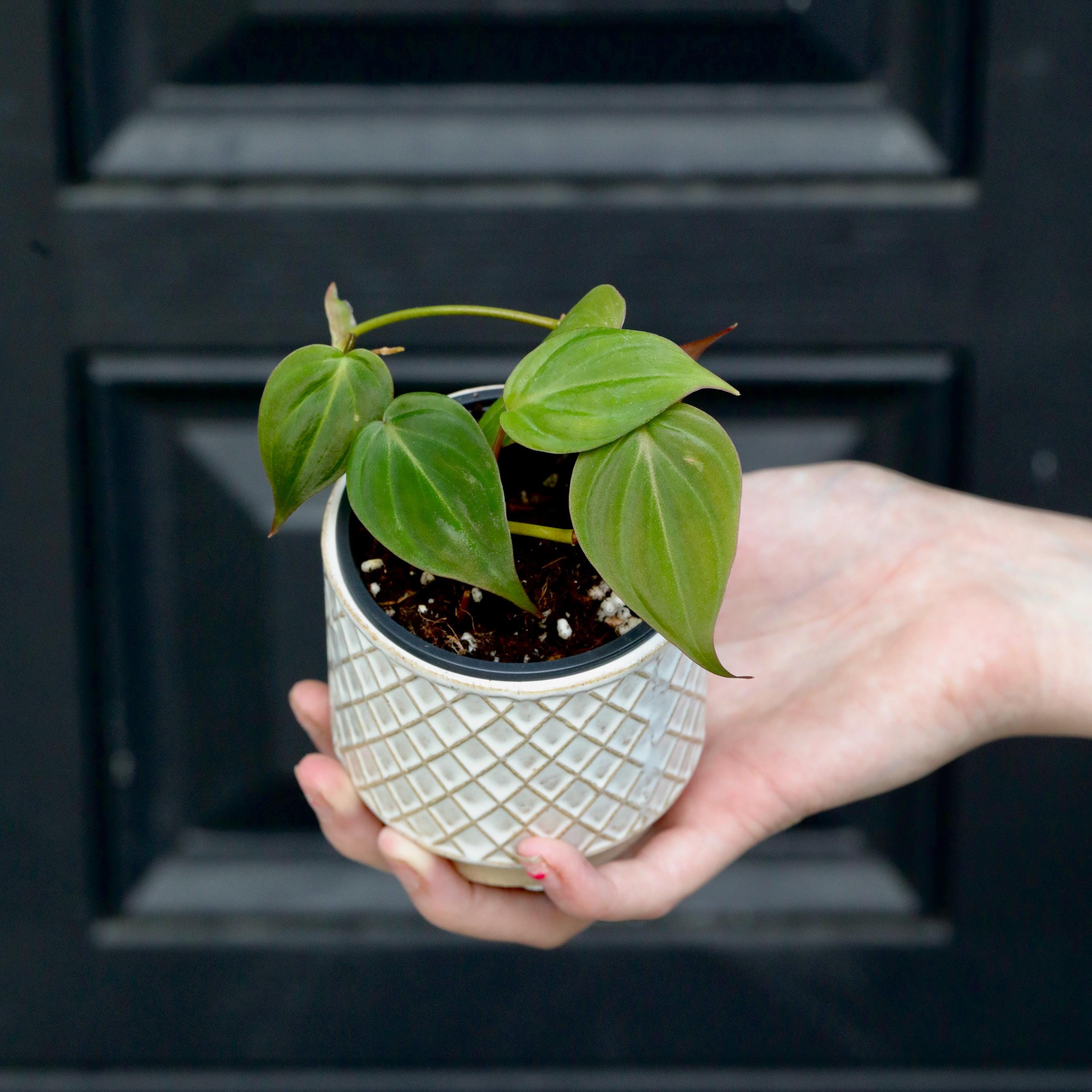 Philodendron Micans Velvet in a 2" Nursery Pot -Velvet Leaf - Heartleaf Philodendron - Rare Indoor Plant - Easy Care Gift Houseplant