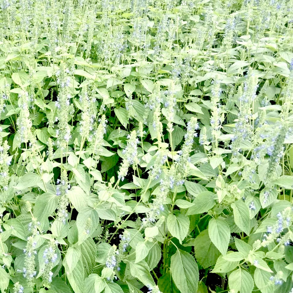 Chia Seeds For Cultivation