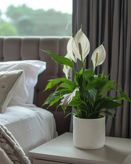 Peace Lily (Spathiphyllum) - Bird of Paradise USA - Large