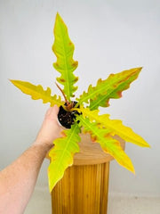 Philodendron Ring of Fire Golden | Uprooted