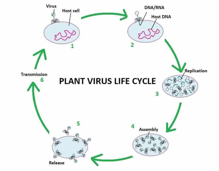 An Introduction To Plant Viruses