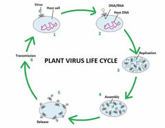 An Introduction To Plant Viruses