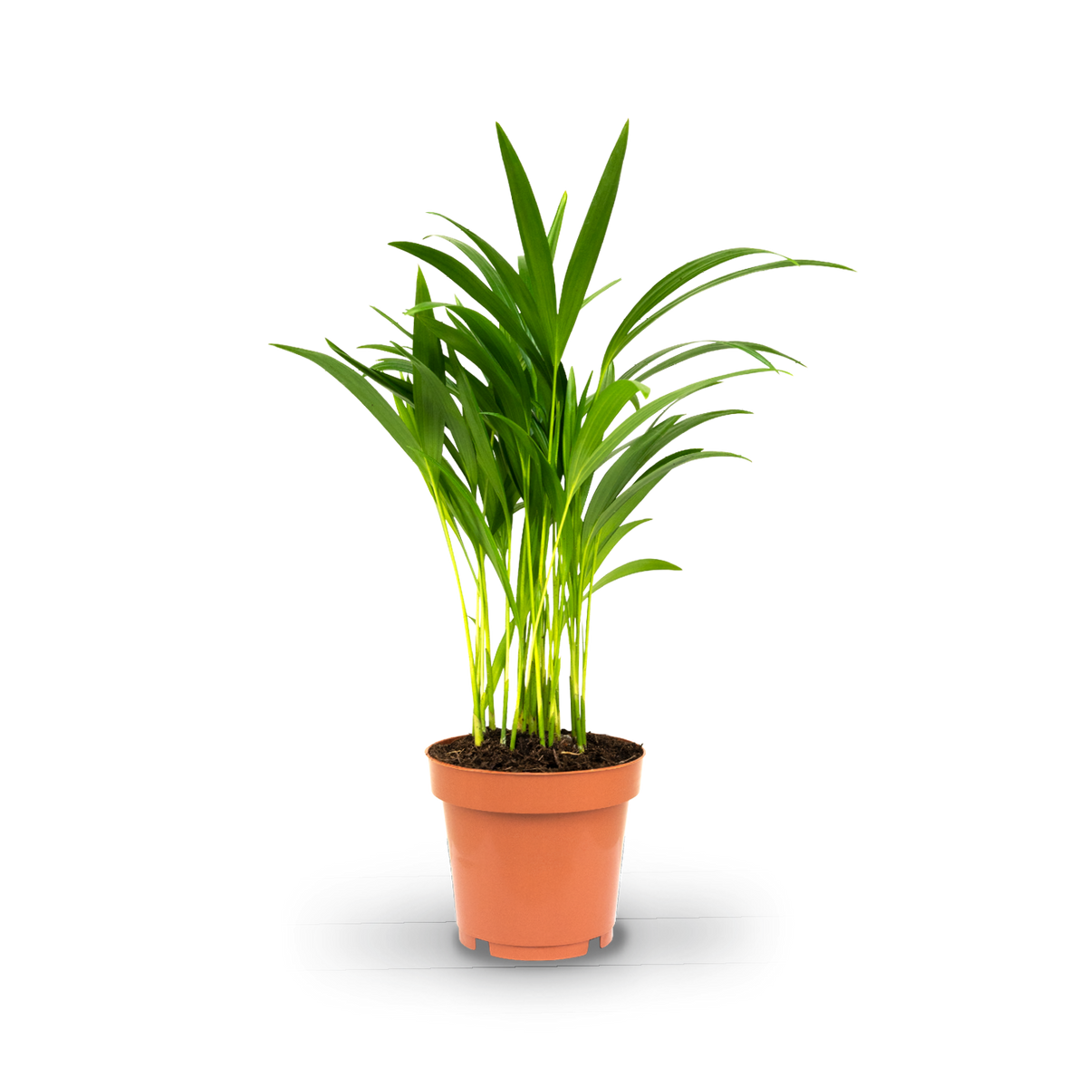 Plantura Goldfruchtpalme