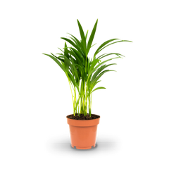 Plantura Goldfruchtpalme
