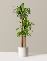 Dracaena Mass Cane